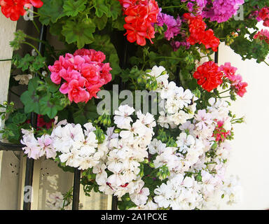 Géranium balcon rose sur blanc, rouge et fuchsia géranium sur balcon Banque D'Images