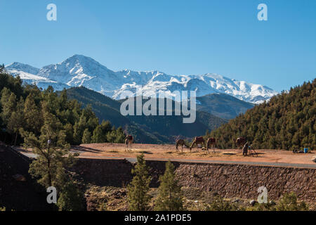 Montagnes maroco chameaux Banque D'Images