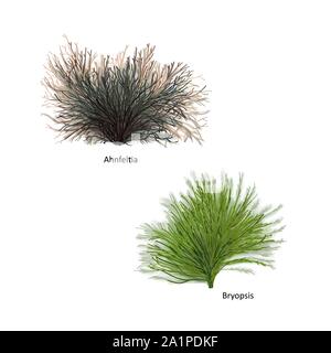 Hand drawn vector illustration de mauvaises herbes : Ahnfeltia, genre Bryopsis et des algues rouges et vertes. Des algues ensemble isolé sur fond blanc Illustration de Vecteur