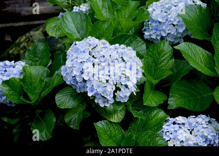 Une usine de l'Endless Summer hortensia à fleurs bleues en mawlynnong village de Shillong blooming Banque D'Images