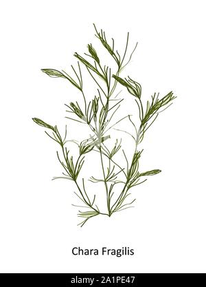 Chara fragilis - un genre d'algue charophyte. Hand drawn vector illustration Illustration de Vecteur