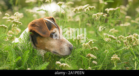 Peu vieux Jack Russell Terrier dog se trouve dans une prairie en fleurs avec les hautes herbes. Hound a 13 ans. Banque D'Images