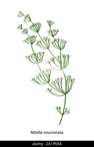 Nitella mucronata - un genre d'algue charophyte. Hand drawn vector illustration Illustration de Vecteur