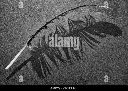 Belle plume d'oiseau et l'ombre de la plume même projetée sur une surface de verre opaque, en noir et blanc Banque D'Images