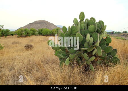 Les buissons de cactus Nopal (Opuntia) à Teotihuacan, au Mexique. Banque D'Images