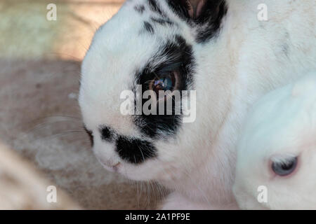 Une vue en gros plan d'un lapin blanc avec des marques noires sur son visage et les oreilles Banque D'Images