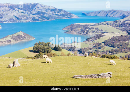 La péninsule de Banks Moutons sur une journée ensoleillée en Nouvelle Zélande Banque D'Images