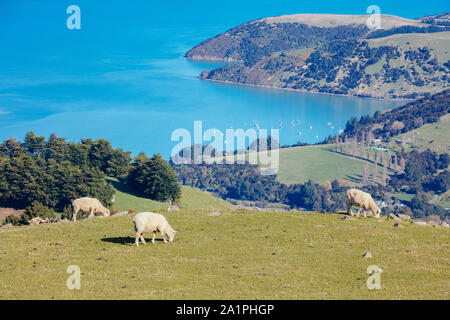 La péninsule de Banks Moutons sur une journée ensoleillée en Nouvelle Zélande Banque D'Images