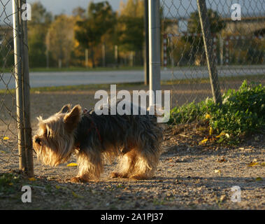 Petit chien cherchant où il va quitter son sentier Banque D'Images