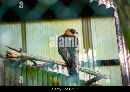 L'aigle doré observe attentivement son environnement. Aquila chrysaetos Banque D'Images