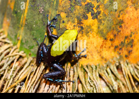 Grenouille Mantella endémique d'Escalade (Mantella laevigata), espèce de petite grenouille dans la famille Mantellidae. Nosy Mangabe, Madagascar wildlife and wilderness Banque D'Images