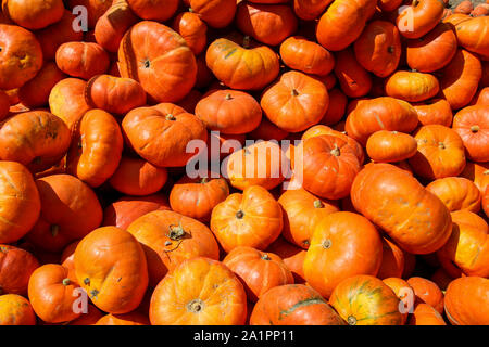 Un tas de citrouilles en vente pour être utilisés comme décorations pour l'automne ou Halloween fêtes Banque D'Images