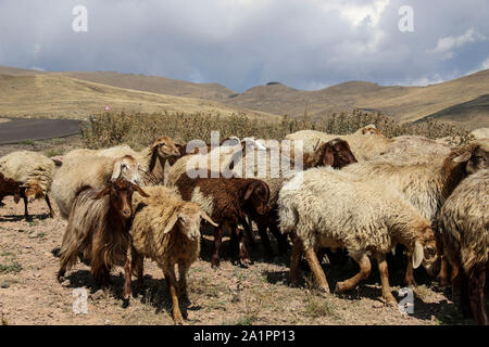 Troupeau de béliers et boucs traverse la route au pied du volcan inactif (Sabalan Savalan) près de la ville de Hilali dans le nord-ouest de l'Iran Banque D'Images