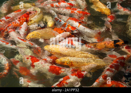 (Carpes Koi Fish, Cyprinus carpio) Étang de compétition pour la nourriture et l'encombrement Banque D'Images