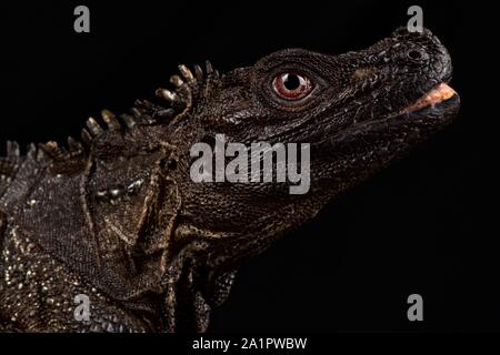 Ambon sailfin lizard (Hydrosaurus amboinensis) Banque D'Images