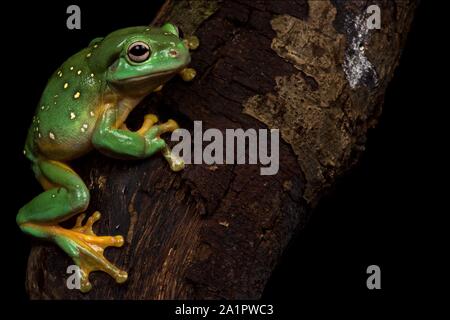 Arbre magnifique grenouille (Litoria splendida) Banque D'Images