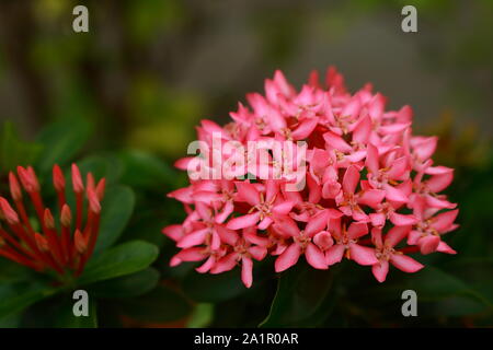 Fleur rose Gros plan ixora, plante tropicale, selective focus Banque D'Images