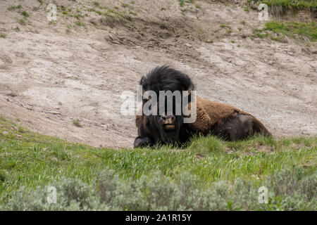 Bison assis dans le soleil à Parc National de Yellowstone Banque D'Images