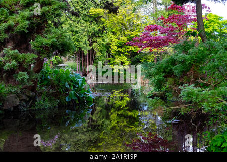 Jardin japonais à Newstead Abbey, Nottinghamshire au printemps. Vert frais arbres et arbustes conifères représentent dans le calme des piscines Banque D'Images