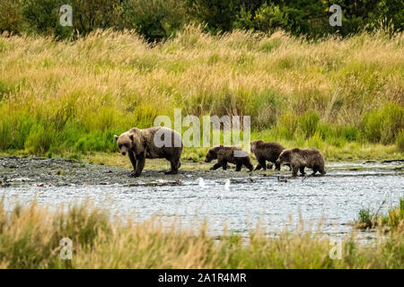 Numéro 402 L'ours brun truie et ses trois petits âgés d'un à pied le long du cours inférieur de la rivière Brooks Lagoon, à la recherche du saumon rouge à Katmai National Park et préserver le 16 septembre 2019, près de King Salmon, Alaska. Le parc s'étend sur la plus grande des saumons avec près de 62 millions de saumons qui migrent à travers les cours d'eau qui alimente certains des plus grands blancs du monde entier. Banque D'Images