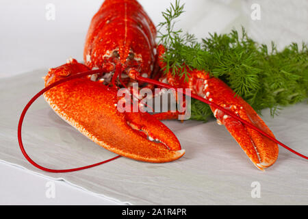 Red Lobster fraîchement bouillie allongé sur une table avec l'aneth. Image Gros plan Banque D'Images