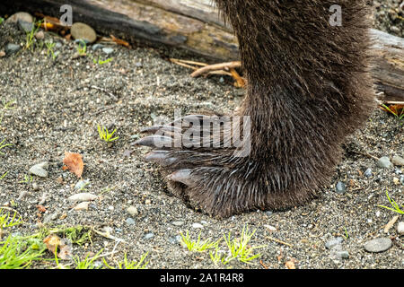 Griffes sur le pied arrière d'un ours brun de Katmai National Park et préserver le 16 septembre 2019, près de King Salmon, Alaska. Le parc s'étend sur la plus grande des saumons avec près de 62 millions de saumons qui migrent à travers les cours d'eau qui alimente certains des plus grands blancs du monde entier. Banque D'Images