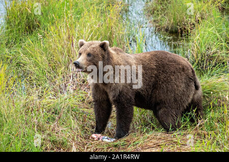 Un sous-adulte Ours brun se promène dans les herbes le long du cours inférieur de la rivière Brooks Katmai National Park dans le lagon et préserver le 16 septembre 2019 près de King Salmon, Alaska. Le parc s'étend sur la plus grande des saumons avec près de 62 millions de saumons qui migrent à travers les cours d'eau qui alimente certains des plus grands blancs du monde entier. Banque D'Images