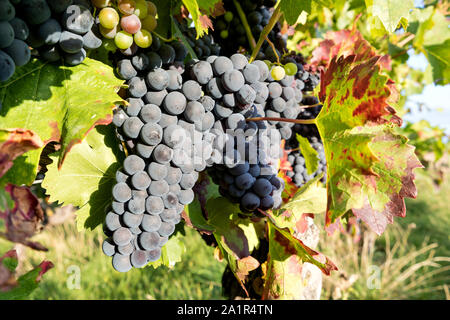 Raisins mûrs sur une vigne en Rheinhessen, Allemagne Banque D'Images