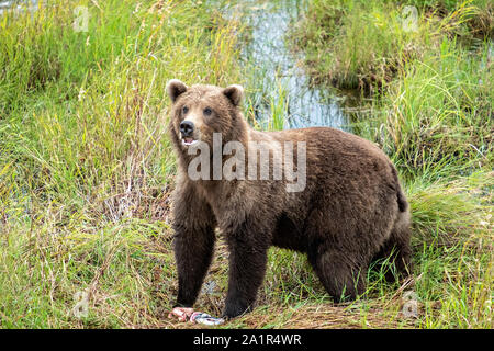 Un sous-adulte Ours brun se promène dans les herbes le long du cours inférieur de la rivière Brooks Katmai National Park dans le lagon et préserver le 16 septembre 2019 près de King Salmon, Alaska. Le parc s'étend sur la plus grande des saumons avec près de 62 millions de saumons qui migrent à travers les cours d'eau qui alimente certains des plus grands blancs du monde entier. Banque D'Images