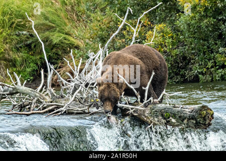 Un adulte Ours brun attrape un saumon rouge debout sur le bord des lèvres à Brooks Falls dans Katmai National Park et préserver le 15 septembre 2019 près de King Salmon, Alaska. Le parc s'étend sur la plus grande des saumons avec près de 62 millions de saumons qui migrent à travers les cours d'eau qui alimente certains des plus grands blancs du monde entier. Banque D'Images