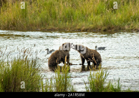 Brown bear cubs jouer le long du cours inférieur de la rivière Brooks dans Katmai National Park et préserver le 16 septembre 2019, près de King Salmon, Alaska. Le parc s'étend sur la plus grande des saumons avec près de 62 millions de saumons qui migrent à travers les cours d'eau qui alimente certains des plus grands blancs du monde entier. Banque D'Images