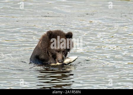 Un Ours brun cub mange un saumon rouge le long du cours inférieur de la rivière Brooks Katmai National Park dans le lagon et préserver le 16 septembre 2019 près de King Salmon, Alaska. Le parc s'étend sur la plus grande des saumons avec près de 62 millions de saumons qui migrent à travers les cours d'eau qui alimente certains des plus grands blancs du monde entier. Banque D'Images