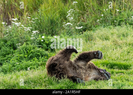 Un Ours brun cub roule autour dans l'herbe le long du cours inférieur de la rivière Brooks dans Katmai National Park et préserver le 16 septembre 2019, près de King Salmon, Alaska. Le parc s'étend sur la plus grande des saumons avec près de 62 millions de saumons qui migrent à travers les cours d'eau qui alimente certains des plus grands blancs du monde entier. Banque D'Images