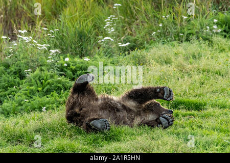 Un Ours brun cub roule autour dans l'herbe le long du cours inférieur de la rivière Brooks dans Katmai National Park et préserver le 16 septembre 2019, près de King Salmon, Alaska. Le parc s'étend sur la plus grande des saumons avec près de 62 millions de saumons qui migrent à travers les cours d'eau qui alimente certains des plus grands blancs du monde entier. Banque D'Images