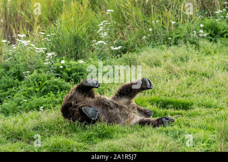 Un Ours brun cub roule autour dans l'herbe le long du cours inférieur de la rivière Brooks dans Katmai National Park et préserver le 16 septembre 2019, près de King Salmon, Alaska. Le parc s'étend sur la plus grande des saumons avec près de 62 millions de saumons qui migrent à travers les cours d'eau qui alimente certains des plus grands blancs du monde entier. Banque D'Images