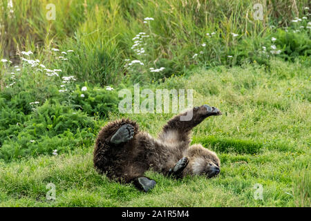 Un Ours brun cub roule autour dans l'herbe le long du cours inférieur de la rivière Brooks dans Katmai National Park et préserver le 16 septembre 2019, près de King Salmon, Alaska. Le parc s'étend sur la plus grande des saumons avec près de 62 millions de saumons qui migrent à travers les cours d'eau qui alimente certains des plus grands blancs du monde entier. Banque D'Images