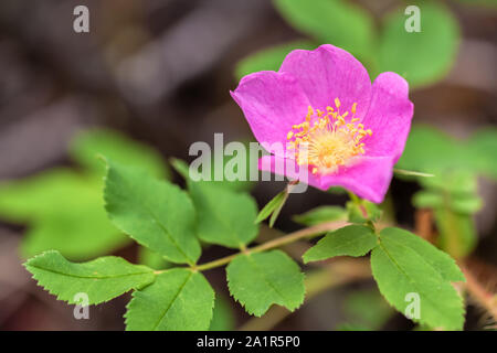 Close up à la Wild Rose , Rosa acicularis, état de l'Alberta, Canada fleurs. Banque D'Images