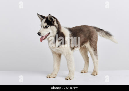Beau chien husky qui prennent part à l'exebition, vente, commode, pleine longueur latérale sur la photo, wild animal errant perdu Banque D'Images