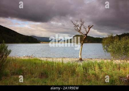 Un arbre isolé sur les rives du Loch Pityoulish, Parc National de Cairngorms, en Écosse. Banque D'Images