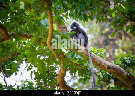 Singe Feuille sombre (Trachypithecus obscurus) Banque D'Images