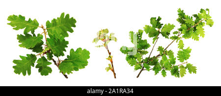 Brindilles, feuilles et bourgeons de chêne, isolé sur fond blanc. Banque D'Images