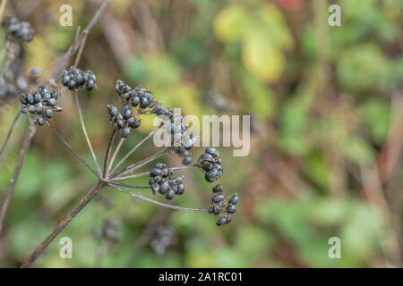 Smyrnium olusatrum ensemencement Alexanders / Cornwall en haie. Alexanders est leur nourriture et une fois adulte pour l'alimentation (graines utilisées en cuisine), est un Umbellifer. Banque D'Images