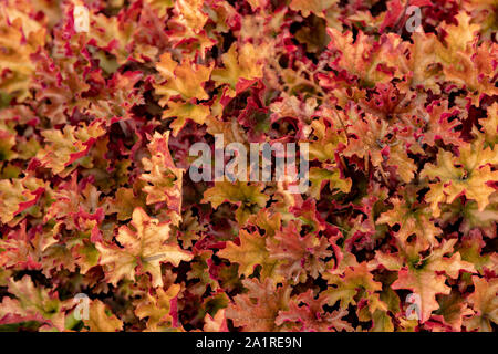 Heuchera, un genre de plantes vivaces herbacées, Evergreen, Aylett pépinières, St Albans, Hertfordshire, Angleterre, Royaume-Uni. Banque D'Images