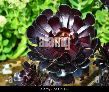 Aeonium arboreum fleur dans un jardin botanique Banque D'Images