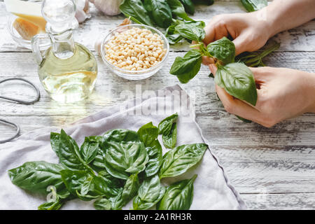 Femme mains ramasser les feuilles d'herbes basilic vert pour la cuisson de la sauce pesto fromage, noix de pin, huile d'olive, basilic. Le concept d'éco, la nutrition saine Banque D'Images