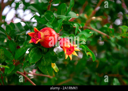 Grenadier mûrit à partir d'une fleur sur une branche d'arbre. Un peu de fruits. Mûrissement en clair ensoleillé Banque D'Images