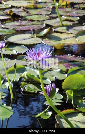 Water Lilies au San Angelo International Water Lily Garden à San Angelo, Texas Banque D'Images