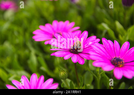 Une abeille vole au-dessus de certaines fleurs daisy des Dimorphoteca ecklonis ou pourpre Marguerite variété Banque D'Images