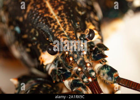Macro Close up image de la tête d'un homard vivant noir. L'image. Banque D'Images
