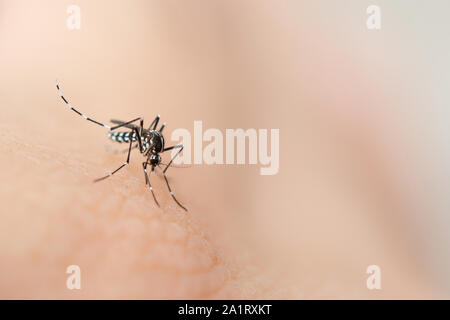 Close up mosquito de sucer le sang de la peau humaine Banque D'Images